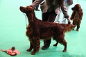 Crufts2011 284